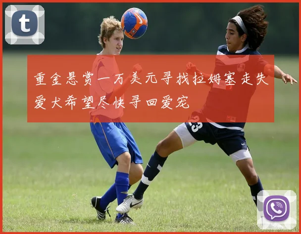 重金悬赏一万美元寻找拉姆塞走失爱犬希望尽快寻回爱宠